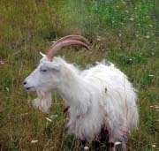 Мохеровая пряжа