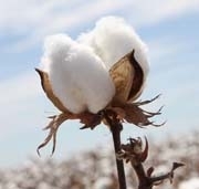 Хлопковая пряжа