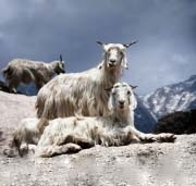 Кашемировая пряжа