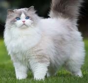 Пушистая пряжа для вязания